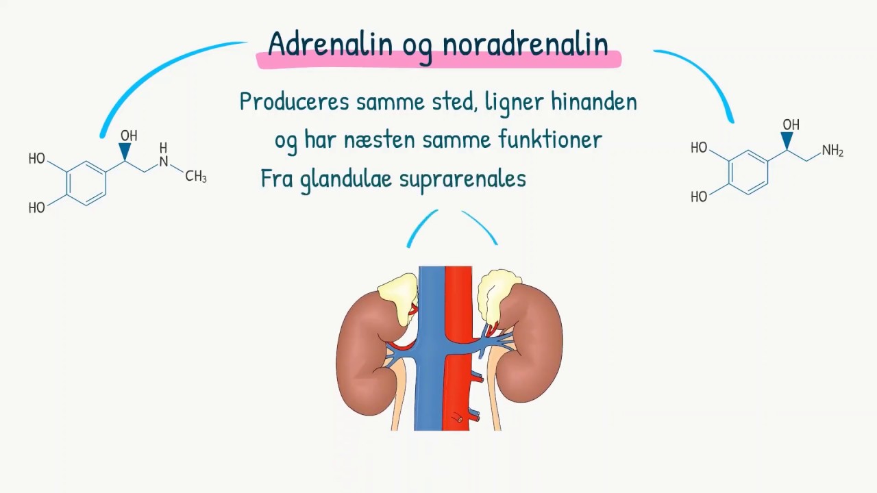 Hormonsystemet: Kortisol, adrenalin og noradrenalin