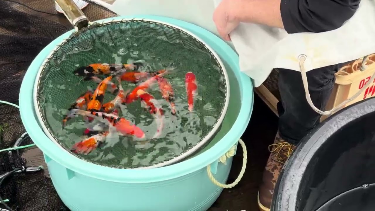 Takahashi koi farm - day 6