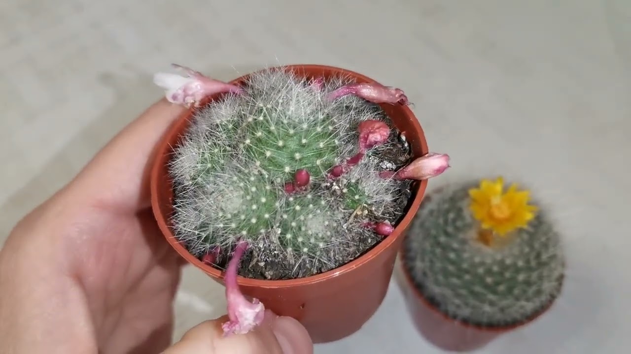 Пополнение в коллекции кактусов #cactus love