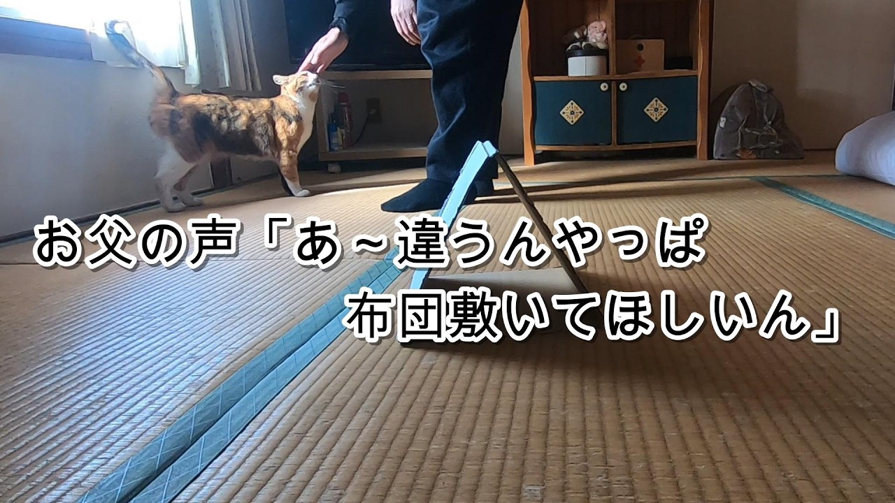 言葉が通じなくても娘猫の気持ちが分かる父