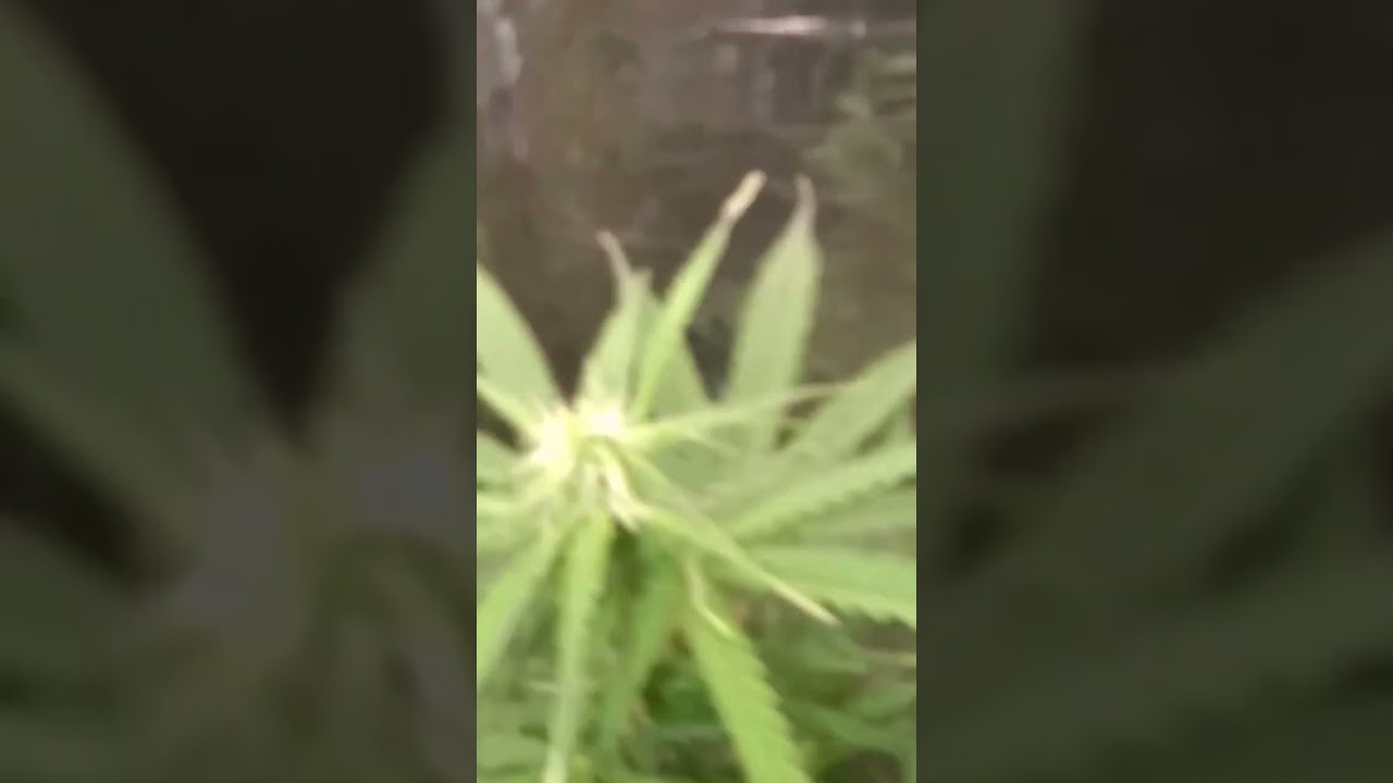 super lemon haze auto preflora