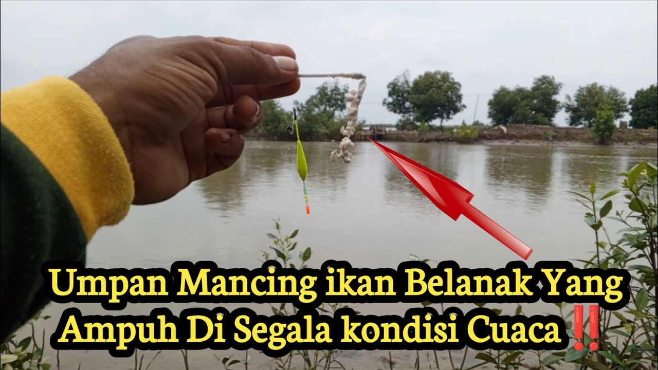 Pakai Umpan ini Terbukti Ampuh Untuk Mancing ikan Belanak Di Segala kondisi Cuaca