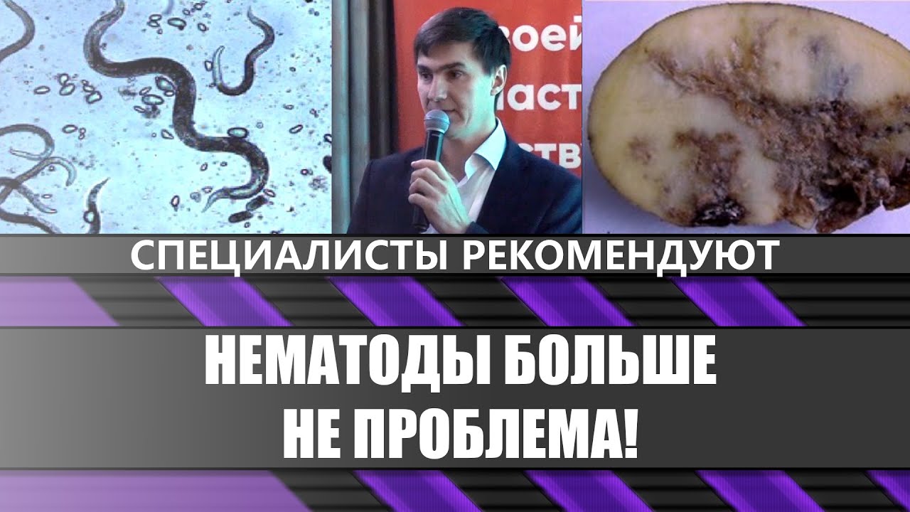 Решаем проблему нематод в посевах картофеля