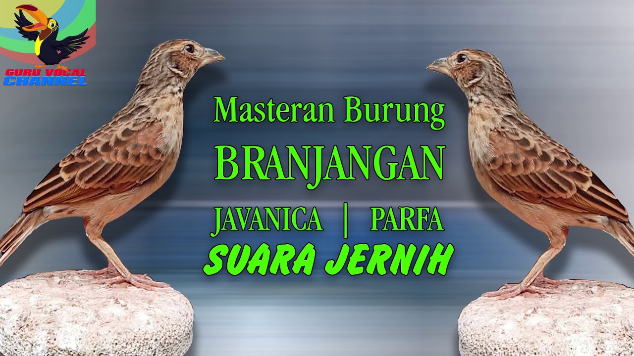 MASTERAN Kicau Burung BRANJANGAN EDAN 2 JAM NONSTop pancingan branjangan muda dan branjangan bakalan