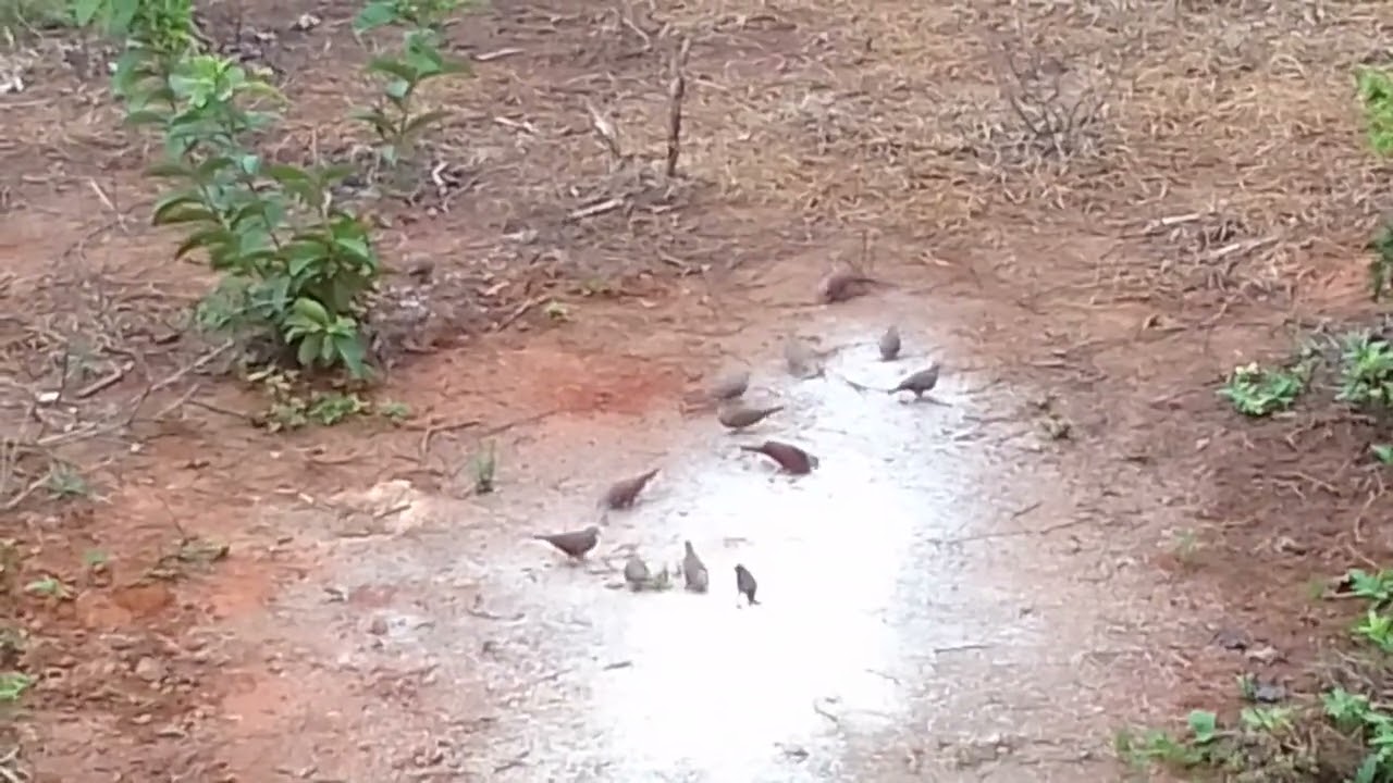 Aves IBIRATAIA 