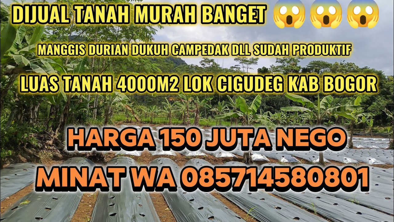 DIJUAL TANAH MURAH BANGET 😱 4000m² 150 juta nego CCOK SAMBIL BETERNAK/INVESTASI JANGKA PANJANG #fypp