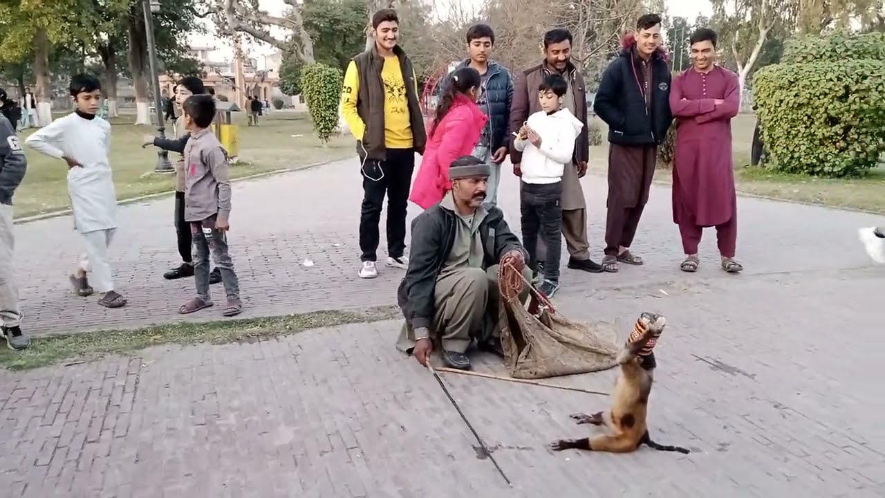 Funny monkey Sidhu musa bandar tamasha | Bandar tamasha😝 fun with everyone | monkey video #monkey