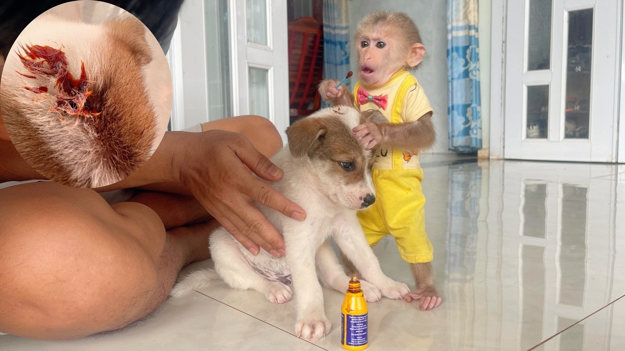 A Touching Moment: Lulu Helps Dad Give Medical Care to a Poor Puppy