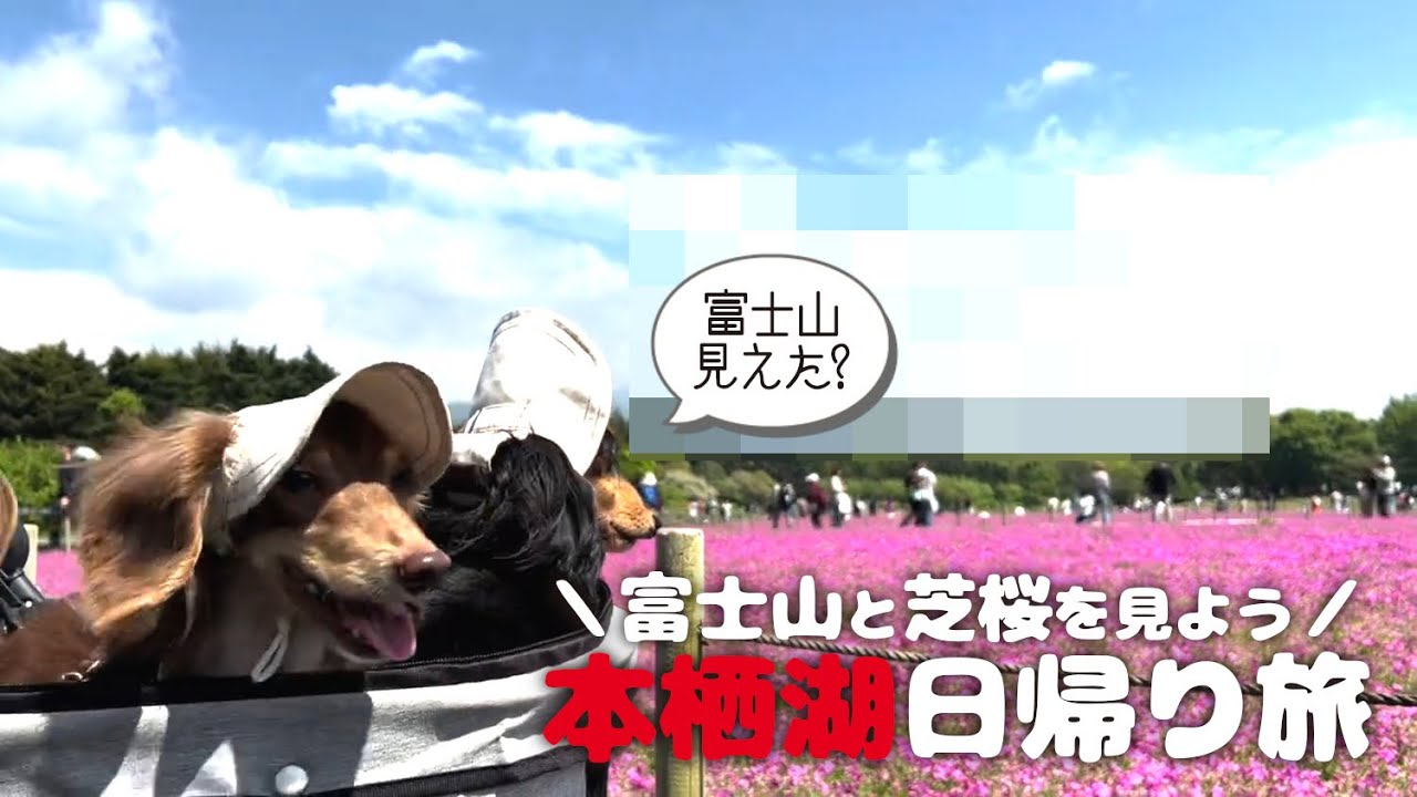 【山梨犬連れ日帰り旅行】富士本栖湖リゾートの芝桜まつりを見に行く日帰り旅行してきたよ～🐕🐕🐾