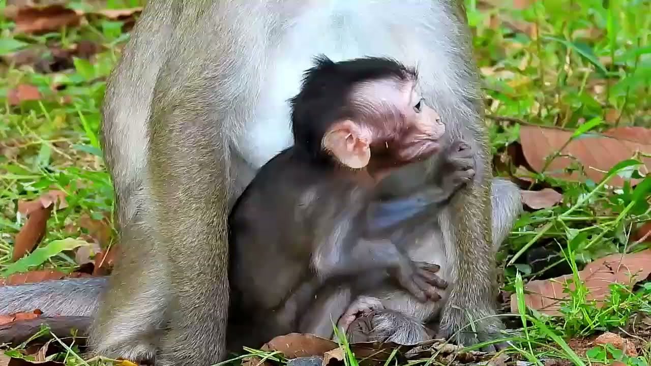 Monkey Grab In Cambodia Good All Monkeys In Khmer #067