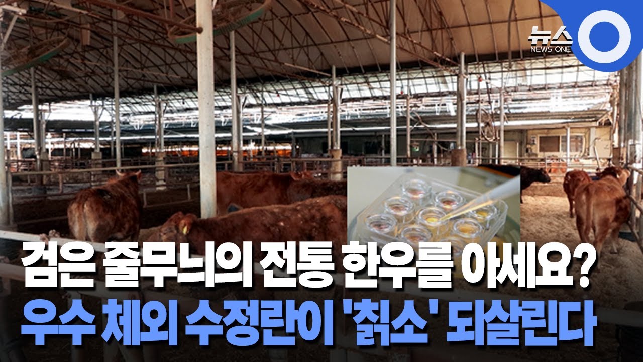 검은 줄무늬의 전통 한우를 아세요? 우수 체외 수정란이 '칡소' 되살린다