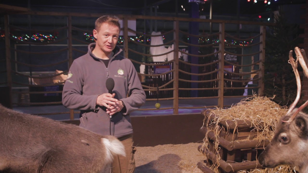 Santa's Winter Wonderland Animals