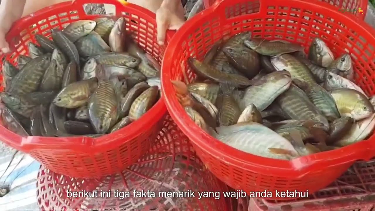 Agrotek | Rahasia Sukses Bisnis Ikan Sepat Bisnis Menguntungkan di Industri Perikanan