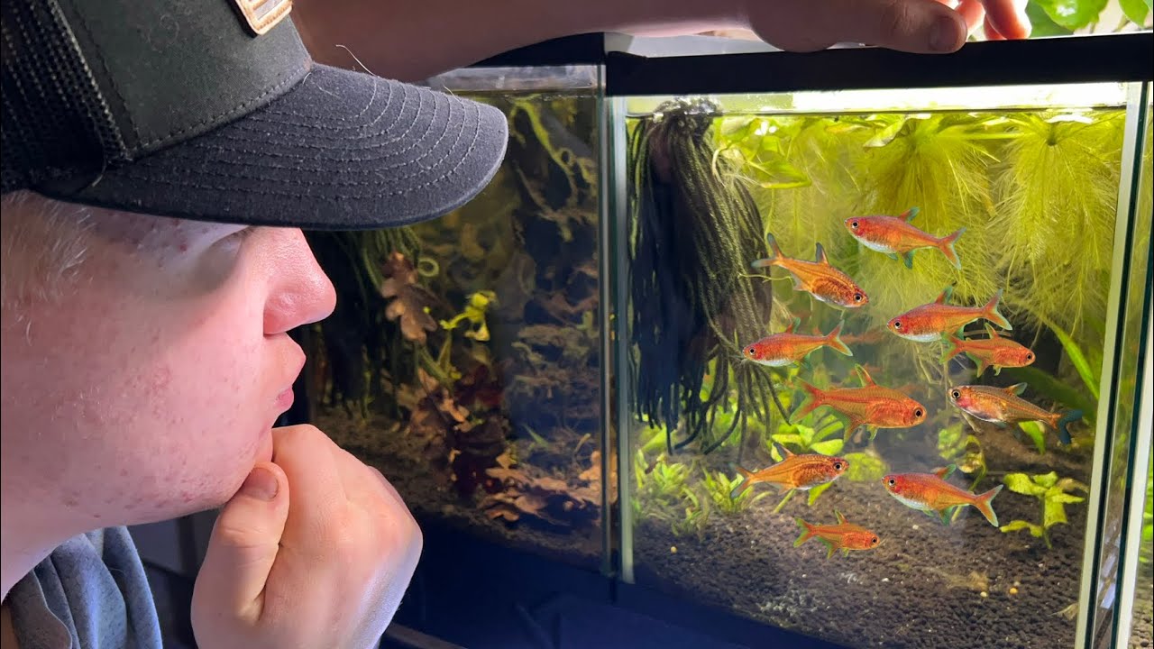 I Bred my Ember Tetras without trying and the Beginning of the Breeding Project