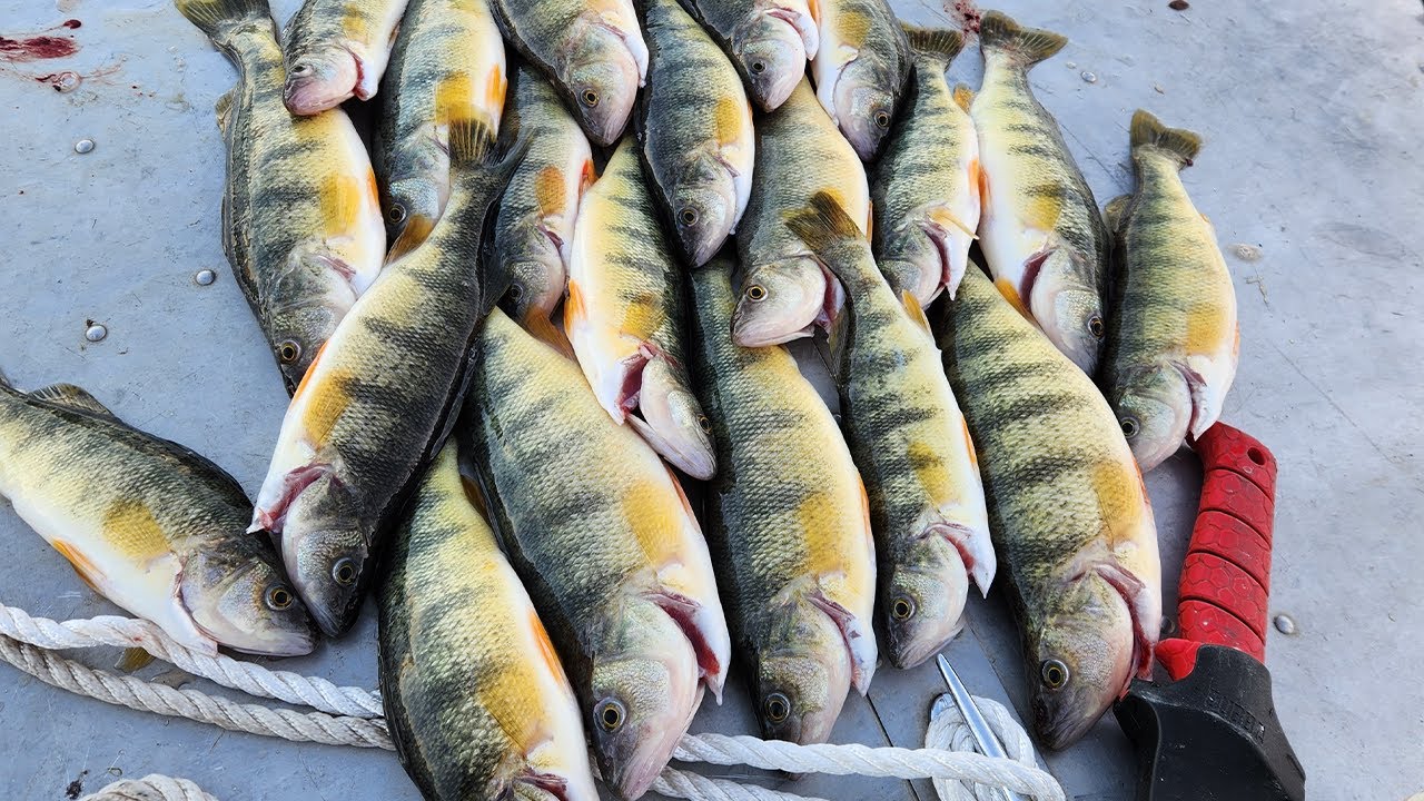 Moses Lake Perch Jigging