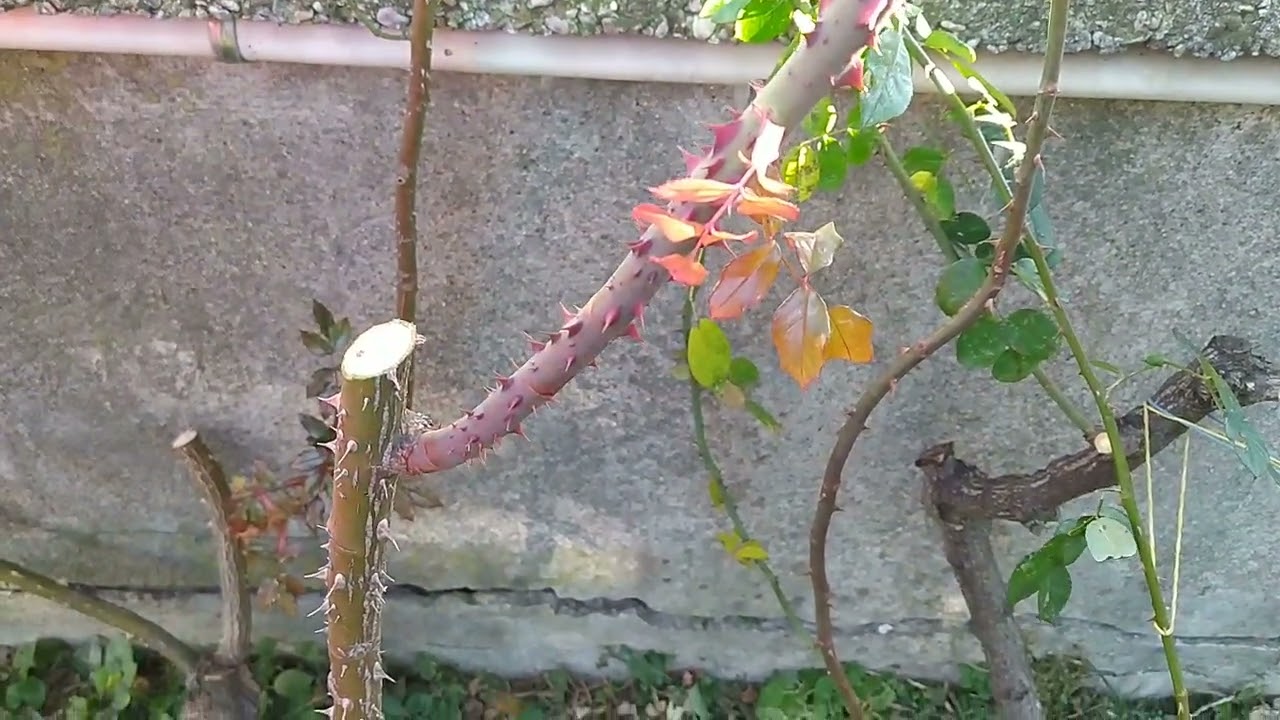 Lezione e spiegazione potatura delle Rose - 6.12.2023