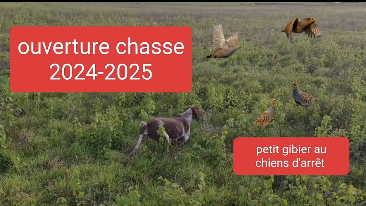 ouverture 2024-2025  chasse au chiens d'arr&ecirc;t