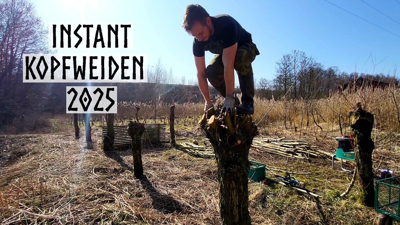 Weiden vom Biber angeknabbert – Kopfweiden schneiden, verarbeiten und vermehren - Update 2025