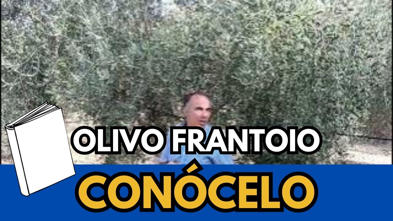 👉Que el Frantoio NO Echa Aceitunas? Mira video