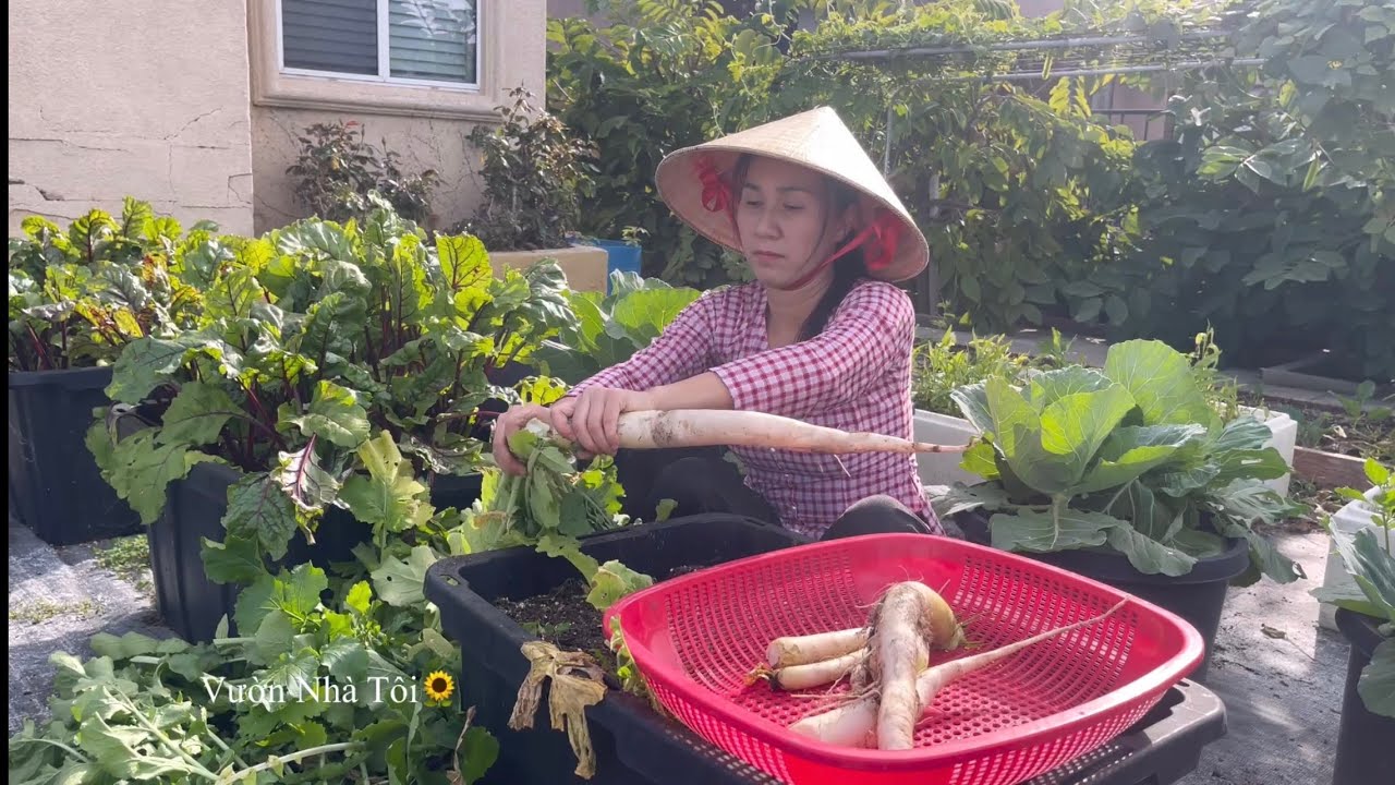 ✅ Video Cũ Bội Thu Quýt Nhật Siêu Trái, Nhổ Củ Cải Trắng