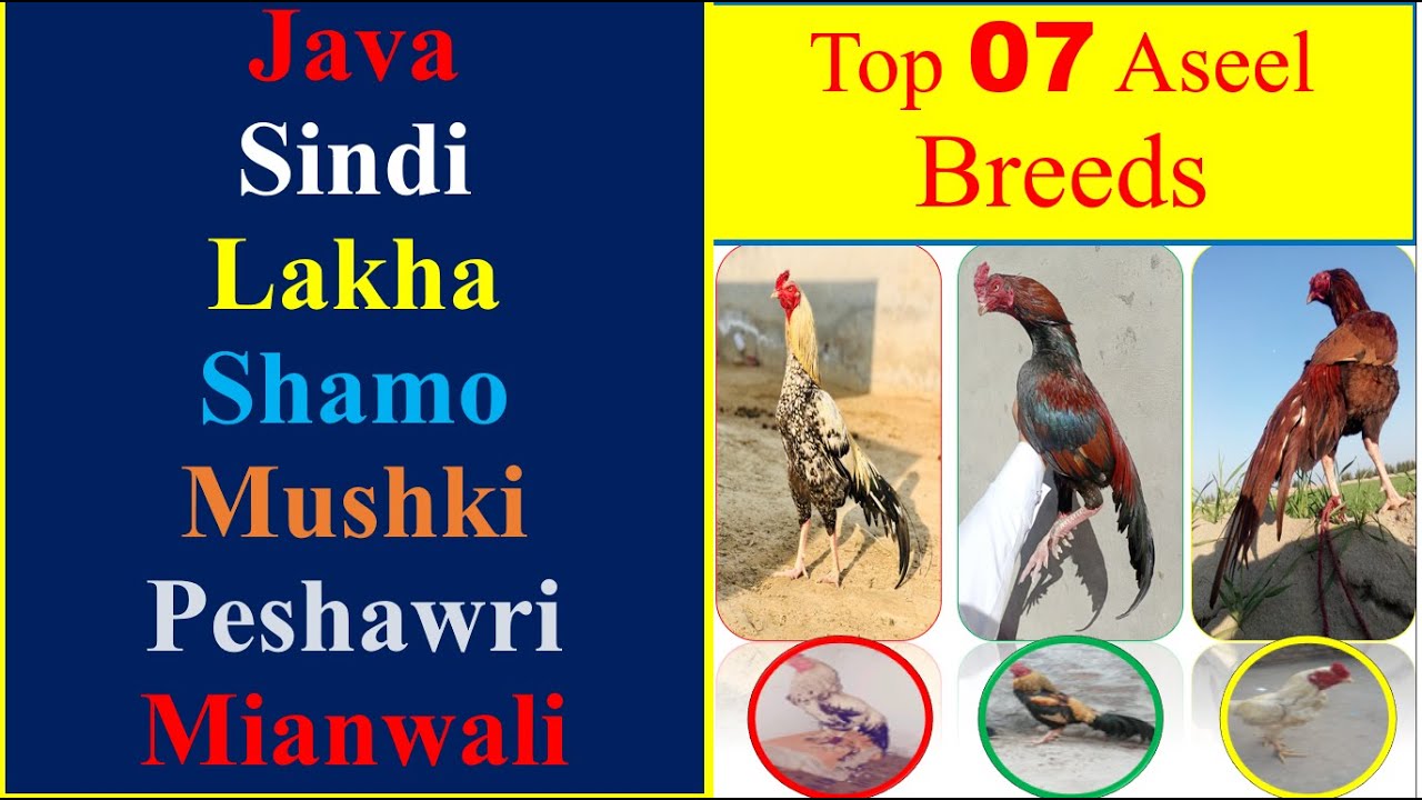 Top 7 aseel breeds in the World | Pure aseel breed | Griffin poultry
