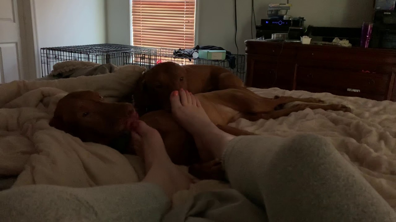 Cuddle play time with these adorable pups!!!