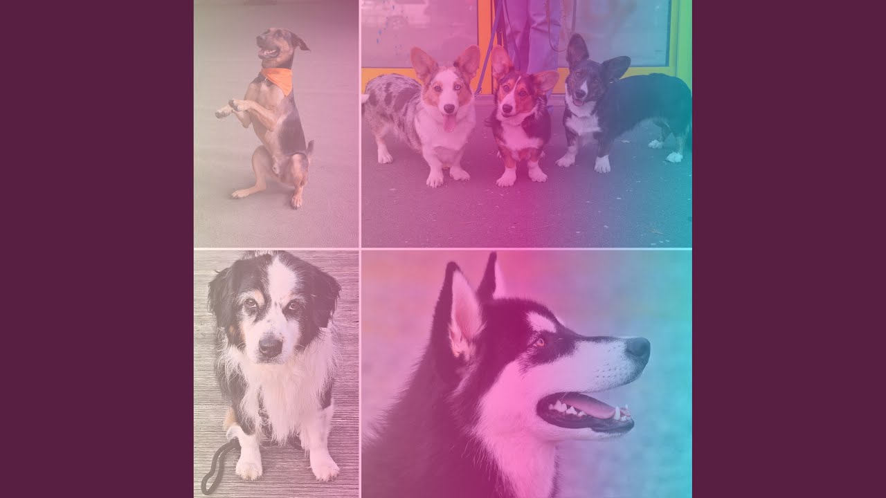 Mellow Ambience for Peaceful Puppy Zone