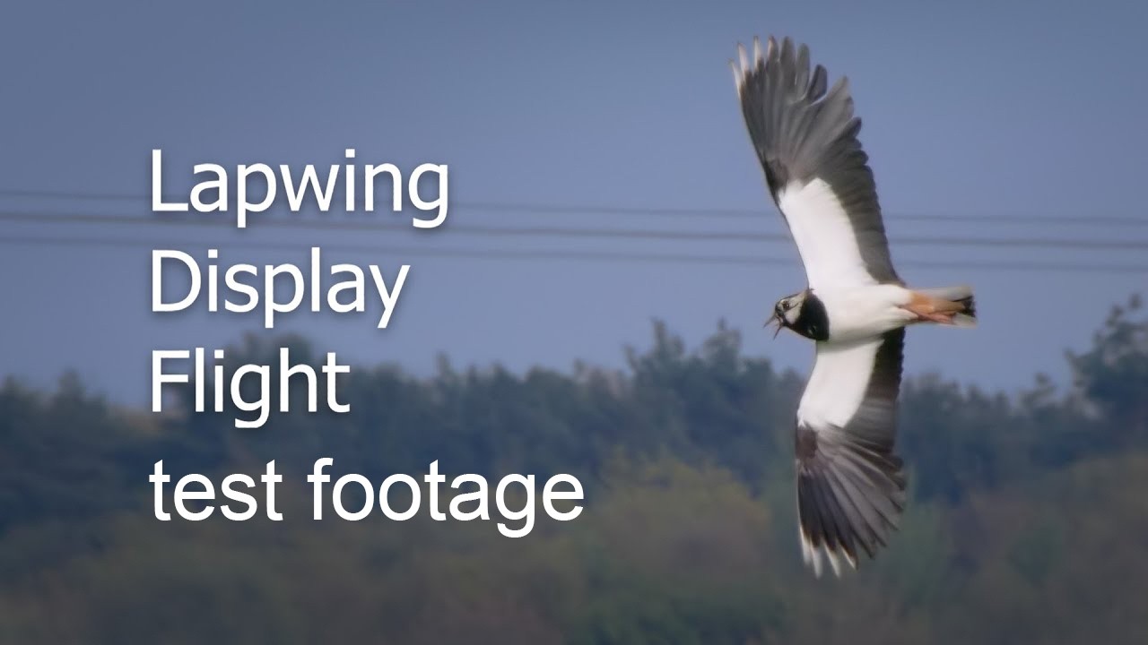 Lapwing Display Flight