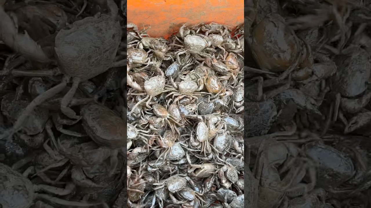 Amazing live crabs In Ghazipur Mandi #shortvideo #fish #rrrm ￼