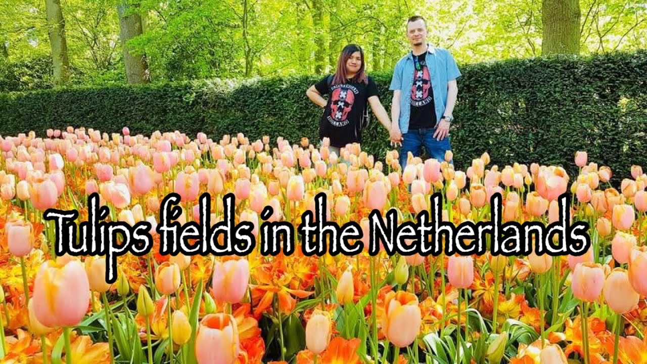 TULIPS FIELDS IN NETHERLANDS | MY AUPAIR ADVENTURES
