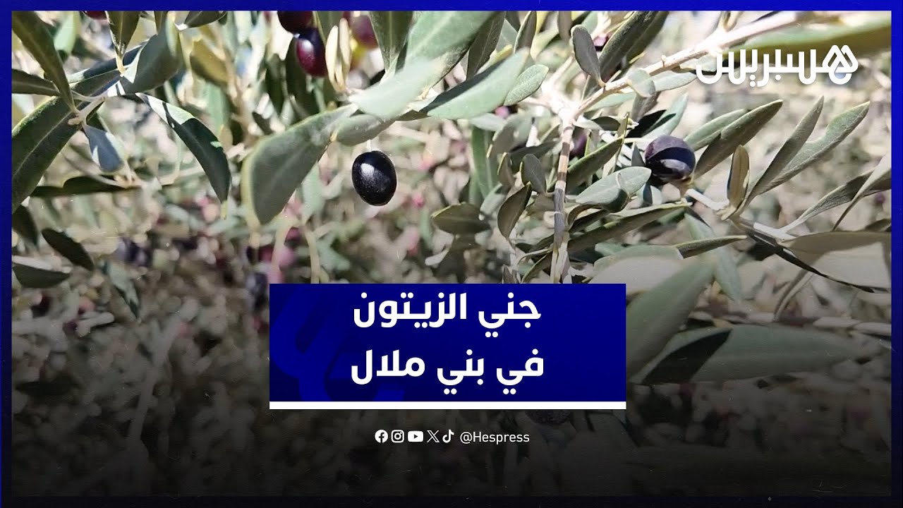 جني الزيتون في بني ملال.. محصول وفير وتوقعات بانخفاض سعر زيت الزيتون بعد الأمطار الأخيرة