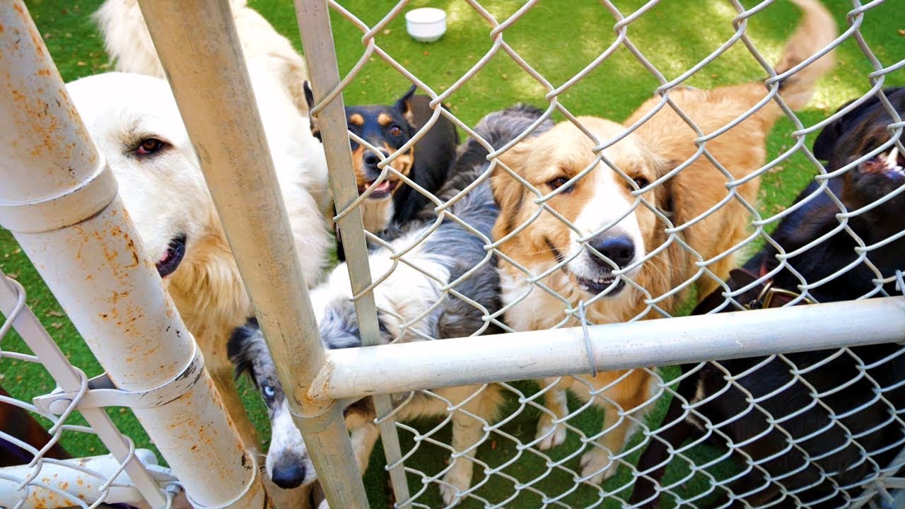 Animal Rescue Saves Dogs From California Wild Fires