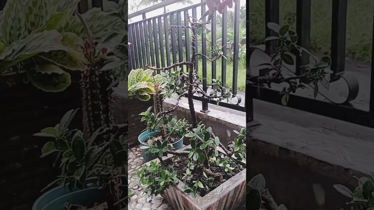 Cukur Daun Bonsai