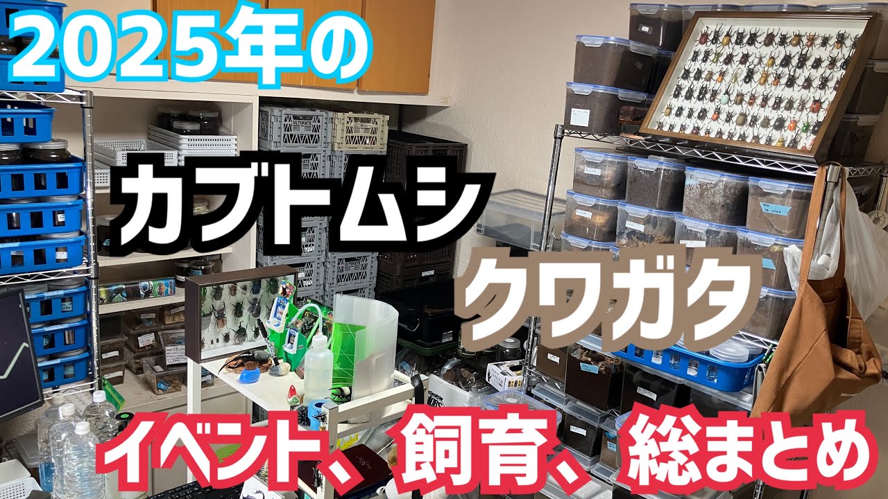 【2025年総集編】カブトムシ、クワガタのイベントや飼育について総まとめ！出店に収益化に刺激的な一年でした...