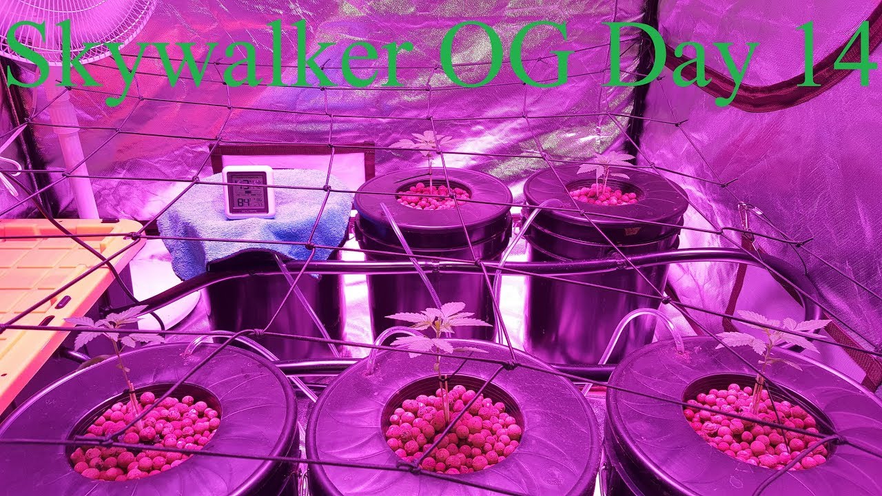 Cloudponics Grow Tent Day 14 Skywalker OG