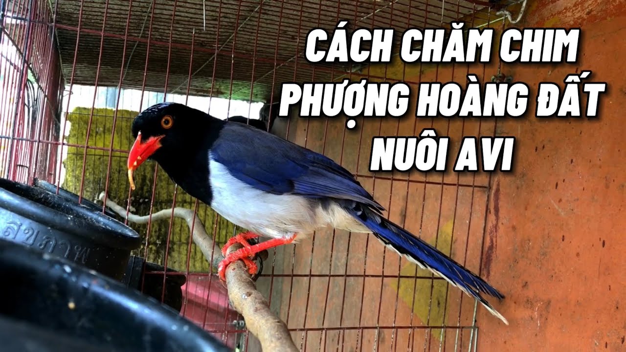Phượng hoàng đất một loài chim đẹp được nuôi avi