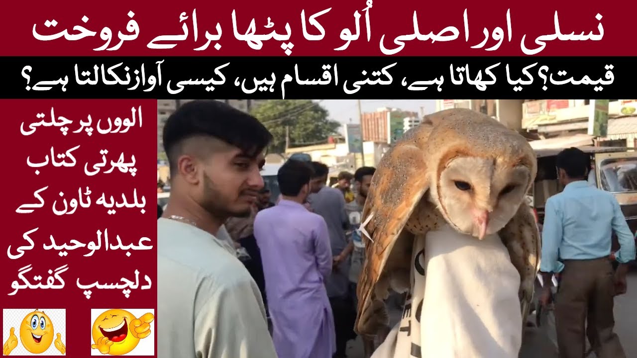 Ullu Ka Pattha For Sale | Owl House | Owl Sounds | Beautiful Owl | Wild Owls of Pakistan | Wildlife