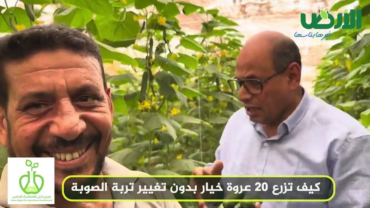 كيف تزرع 20 عروة خيار بدون تغيير تربة الصوبة