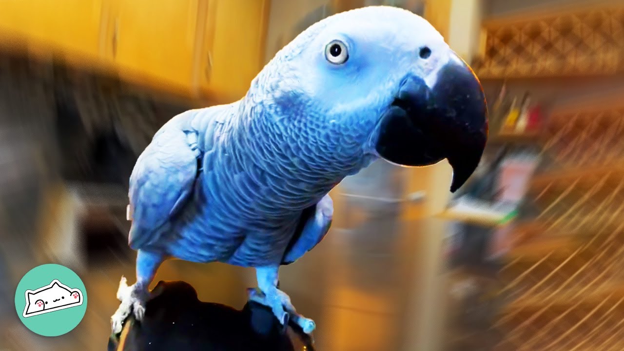 Silent for 16 Years, Parrot Talks Again! | Cuddle Buddies