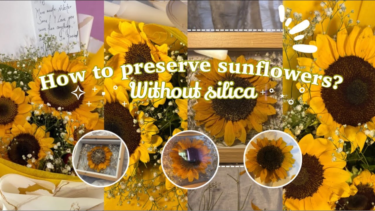 How I Preserved My Sunflower Without Silica | Easy DIY Flower Preservation // Cloud Dump 
