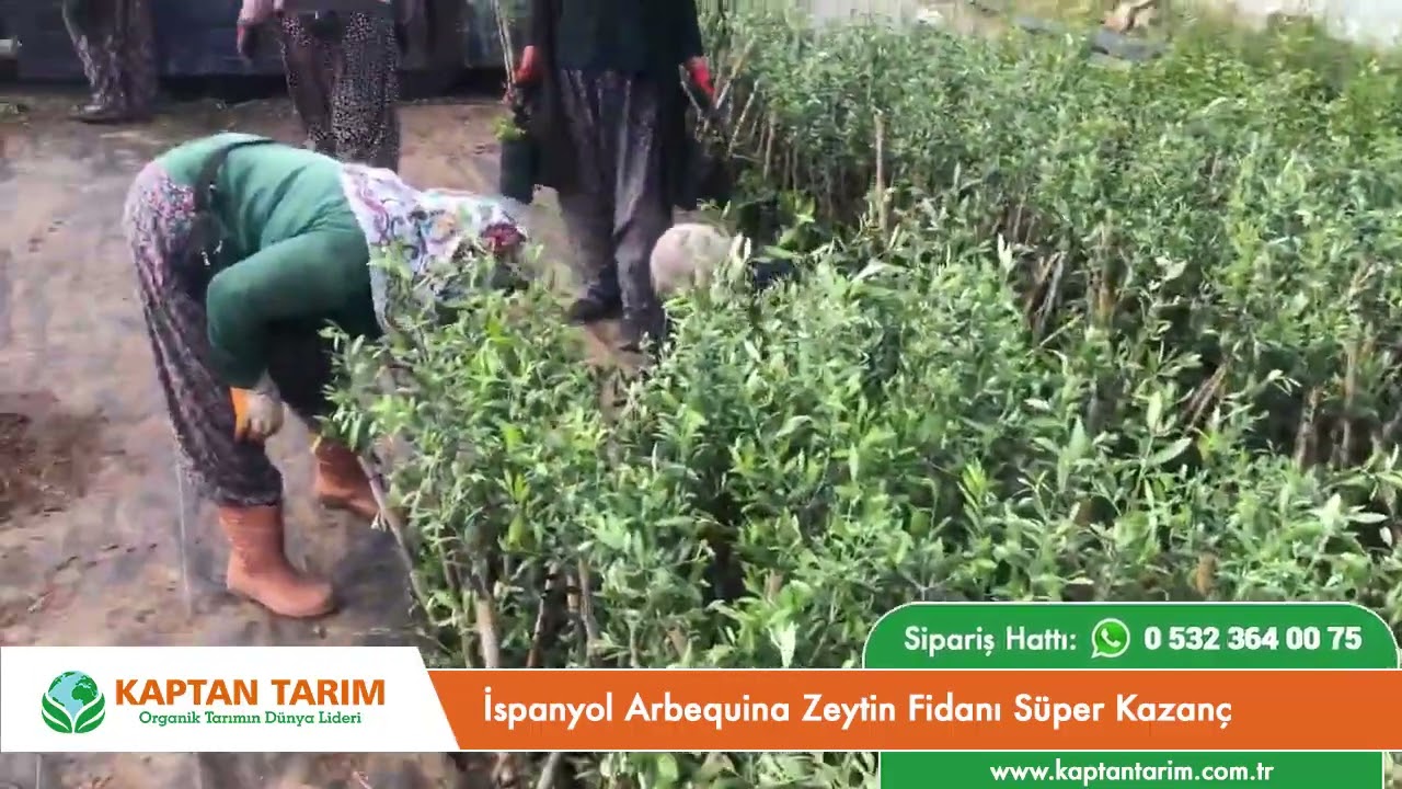 İspanyol Arbequina Zeytin Fidanı S&uuml;per Kazan&ccedil; (4KG'dan 1 LİTRE ZEYTİN YAĞI)