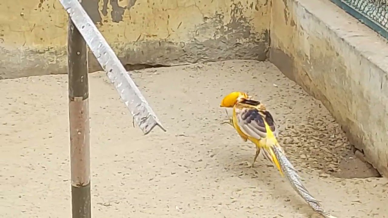 بہاولپور چڑیا گھر میں خوبصورت طوطے دیکھے
