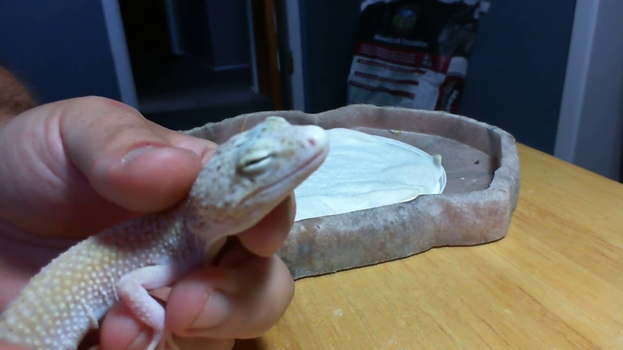 Hand Syringe Feeding Rescued Leopard Gecko Close Up!!!!
