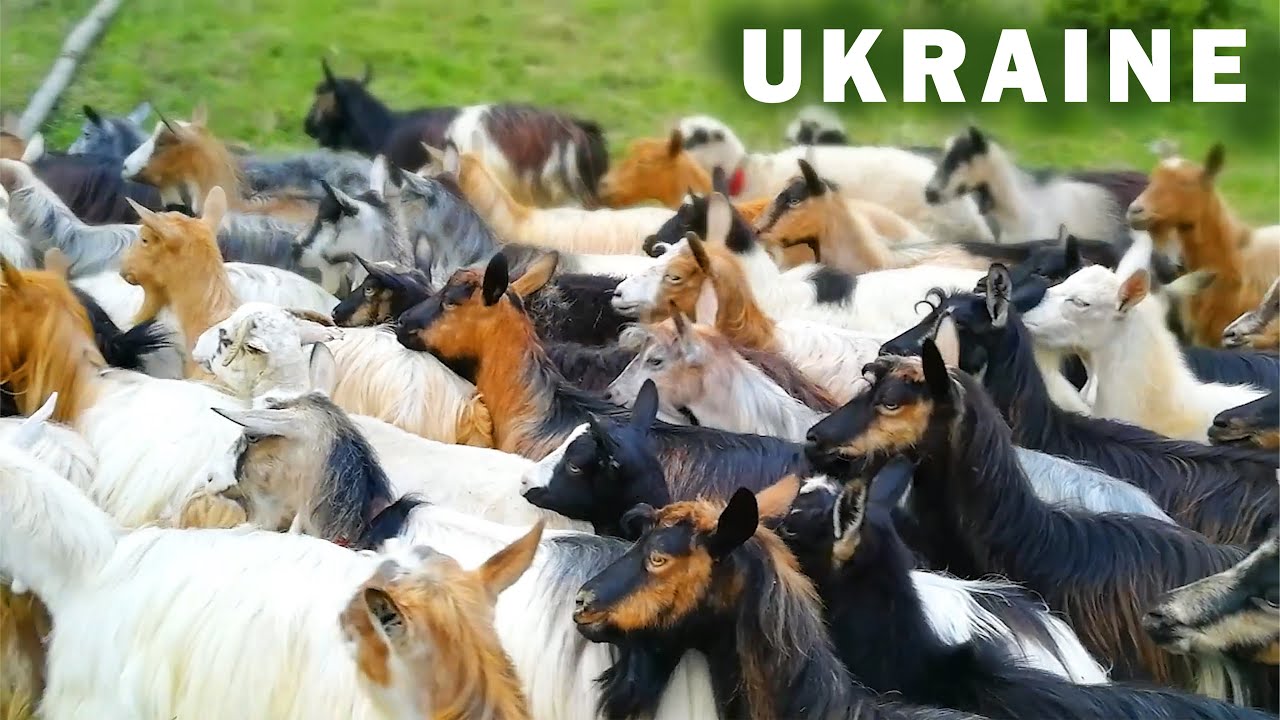 GOATS ON THE FIELD. Milking goats on pasture.Transcarpathia, Ukraine