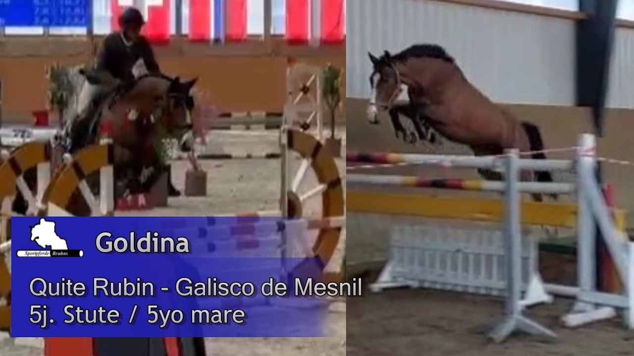 GOLDINA ~ 5j. St. v. / 5yo mare by Quite Rubin - Galisco du Mesnil
