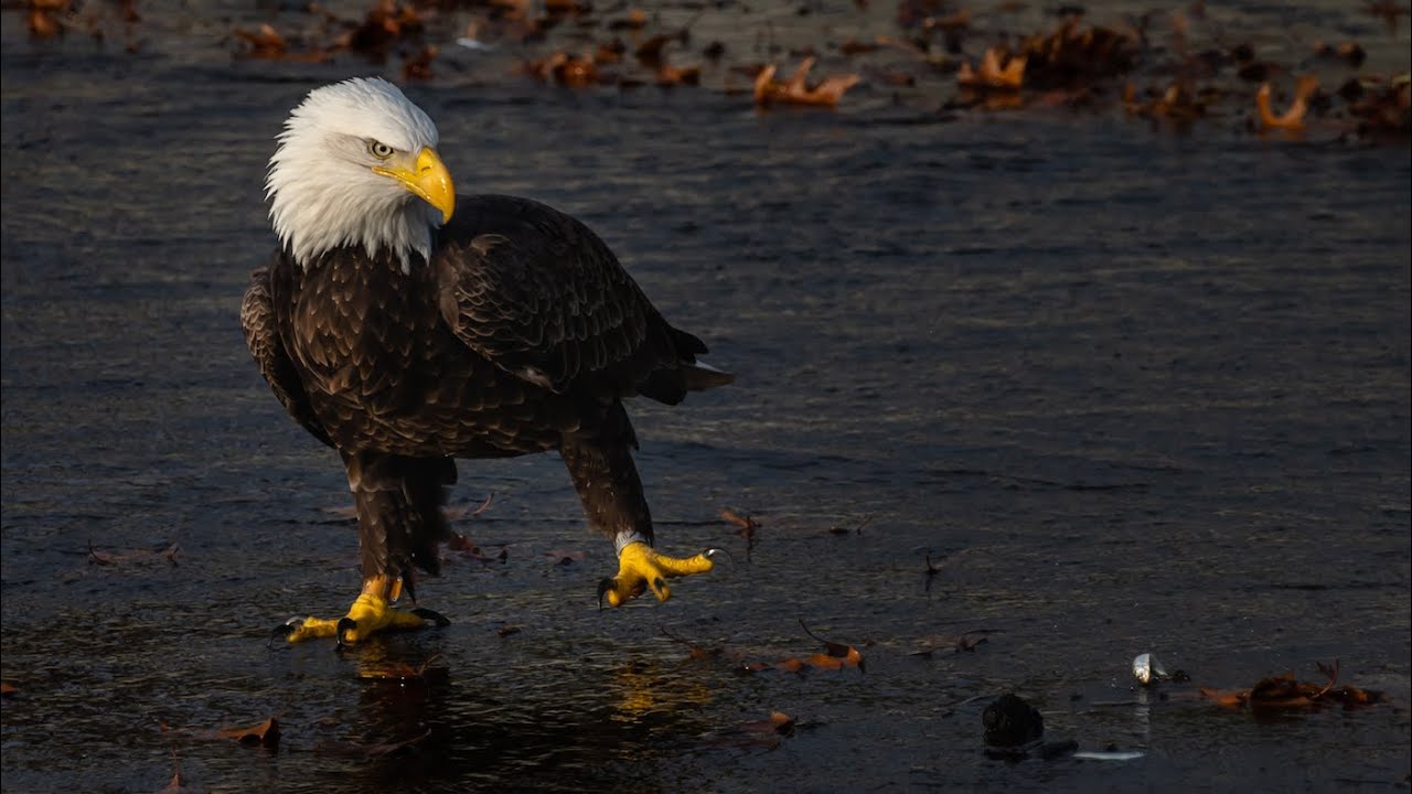 A pair of Bald Eagles catching and eating tiny fishes on a spillway near Boston