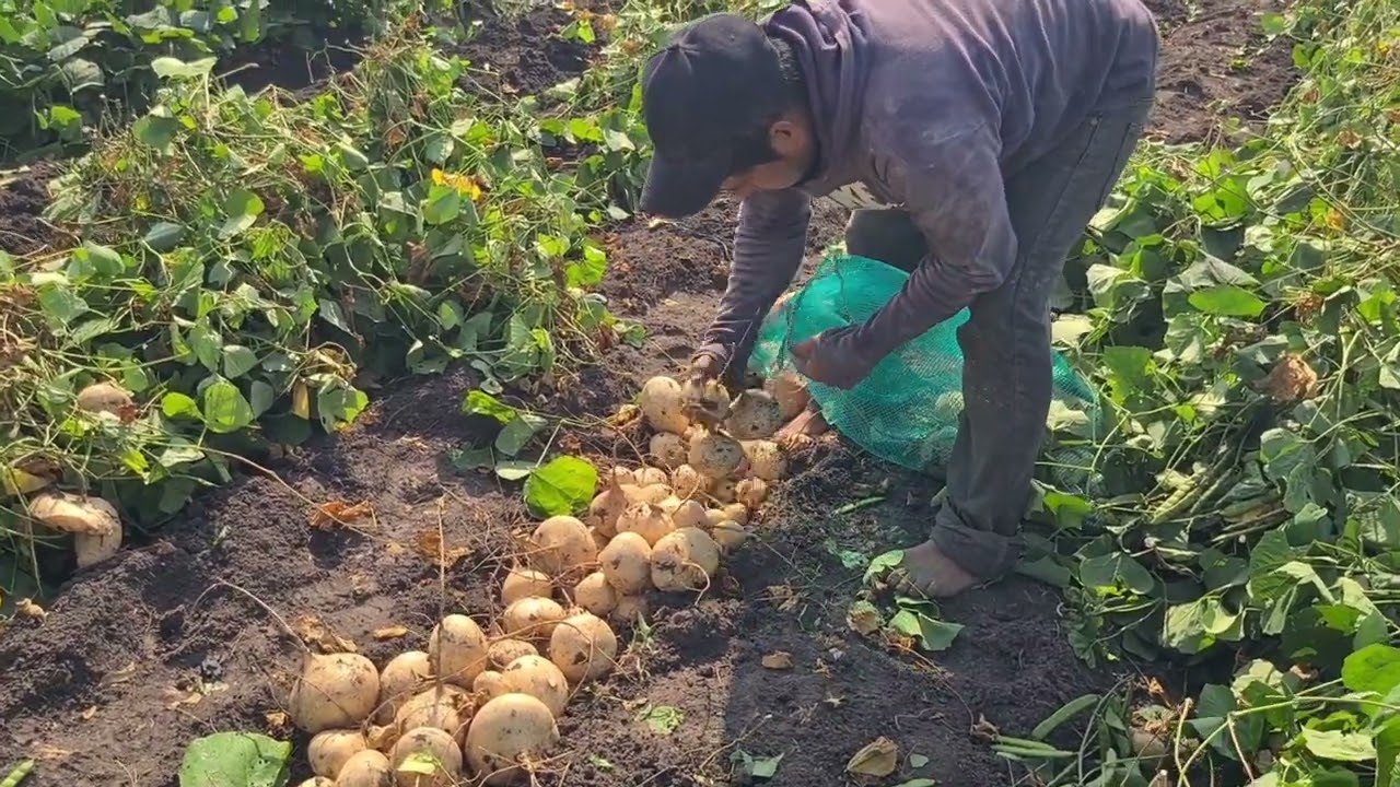 La cosecha de la Jicama.