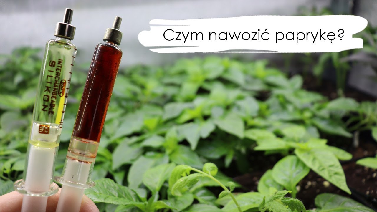 Od nasionka do ogonka: Czym i jak nawozić paprykę chili?