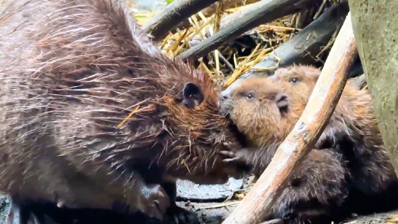 ビーバーの赤ちゃんが産まれました。Beaver babies were born