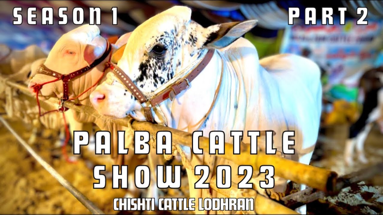 Palba Cattle Show 2023 Part 2 🩵 Chishti Cattle Lodhran